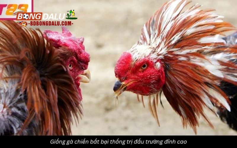 Sức mạnh các giống gà đá chuyên nghiệp hàng đầu