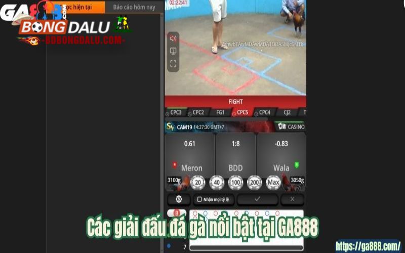 Các giải đấu đá gà nổi bật tại GA888