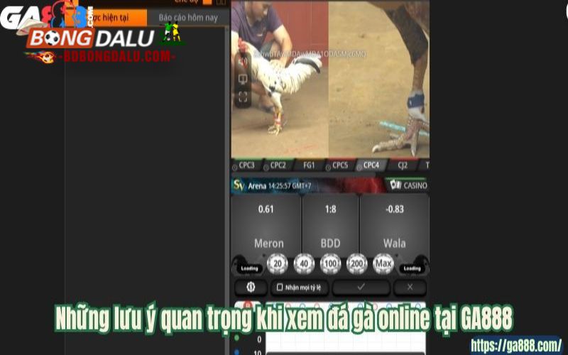 Những lưu ý quan trọng khi xem đá gà online tại GA888